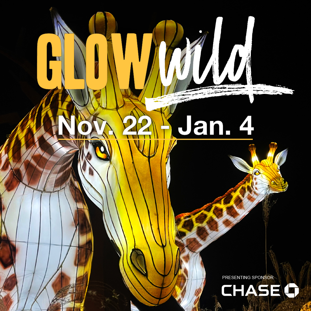 Glow Wild – A Holiday Lantern Festival for Everyone!
