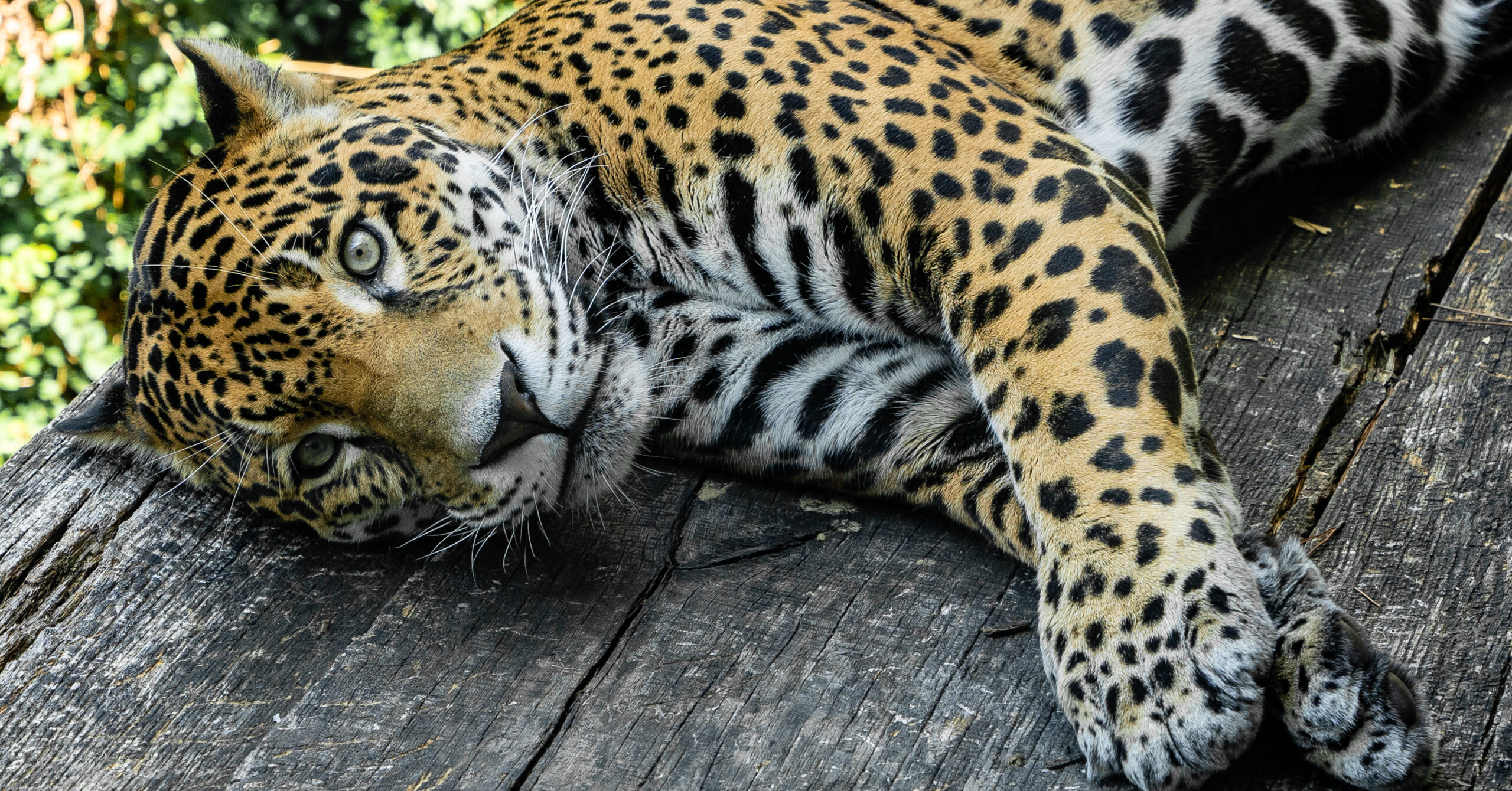 Meet Diego, the new jaguar at the Birmingham Zoo [Photos]