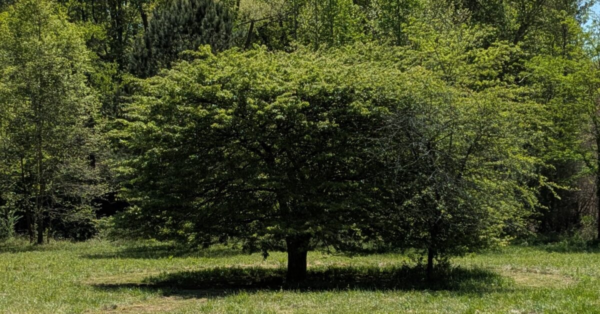 See the new Alabama Champion Tree at Red Mountain Park See the new Alabama Champion Tree at Red Mountain Park