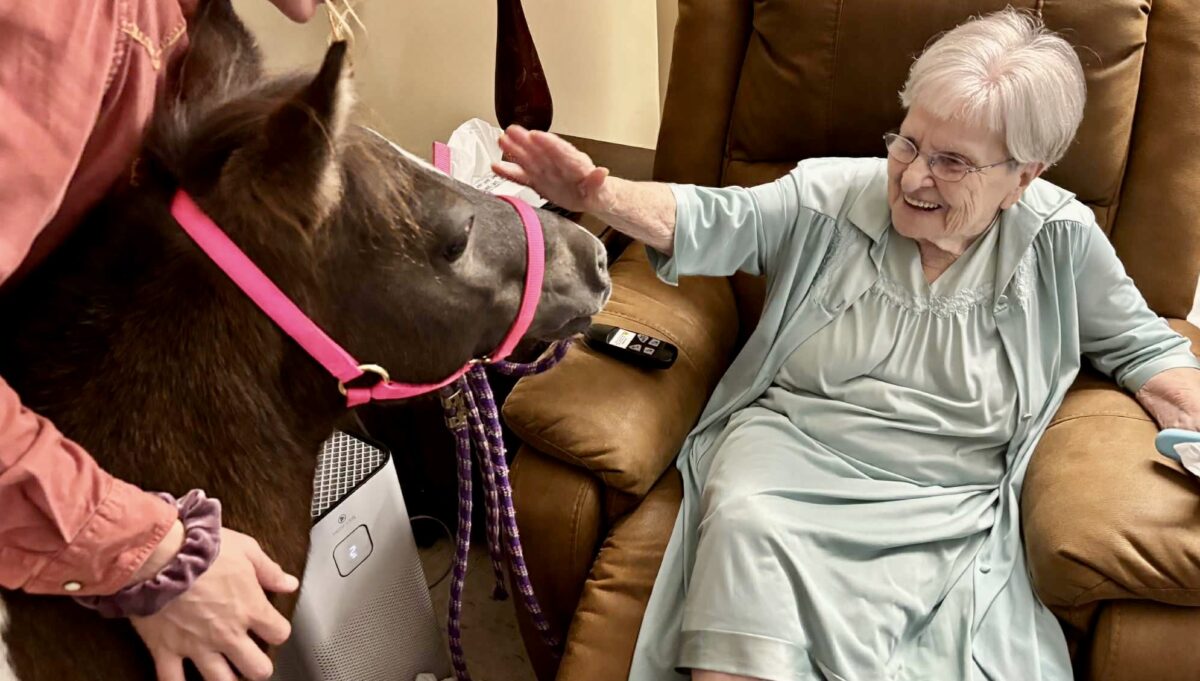 Meet Winnie: Alabama’s first mobile miniature therapy horse