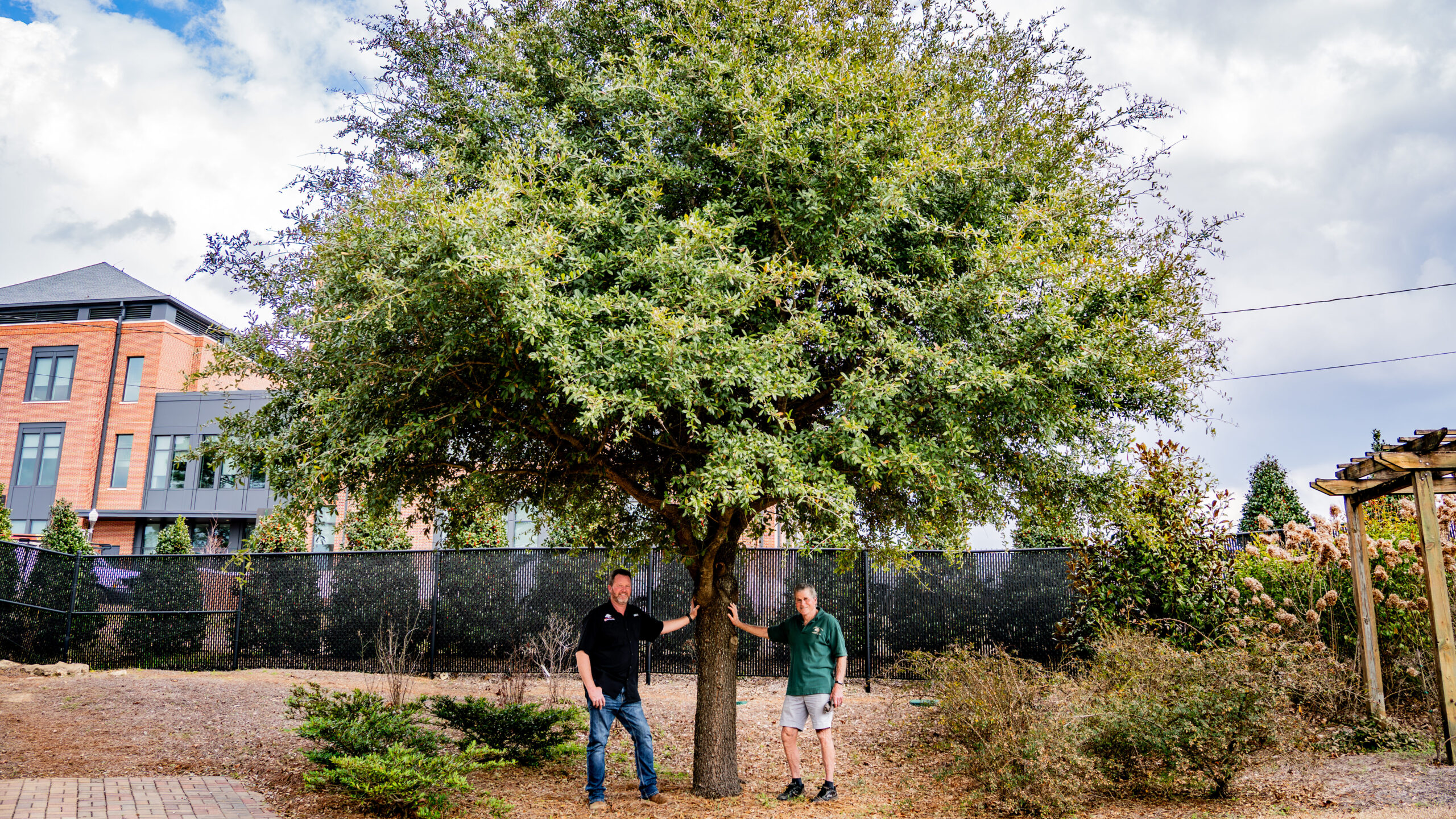 Auburn’s iconic Toomer’s oaks live on—15 years after the poisoning Auburn’s iconic Toomer’s oaks live on—15 years after the poisoning