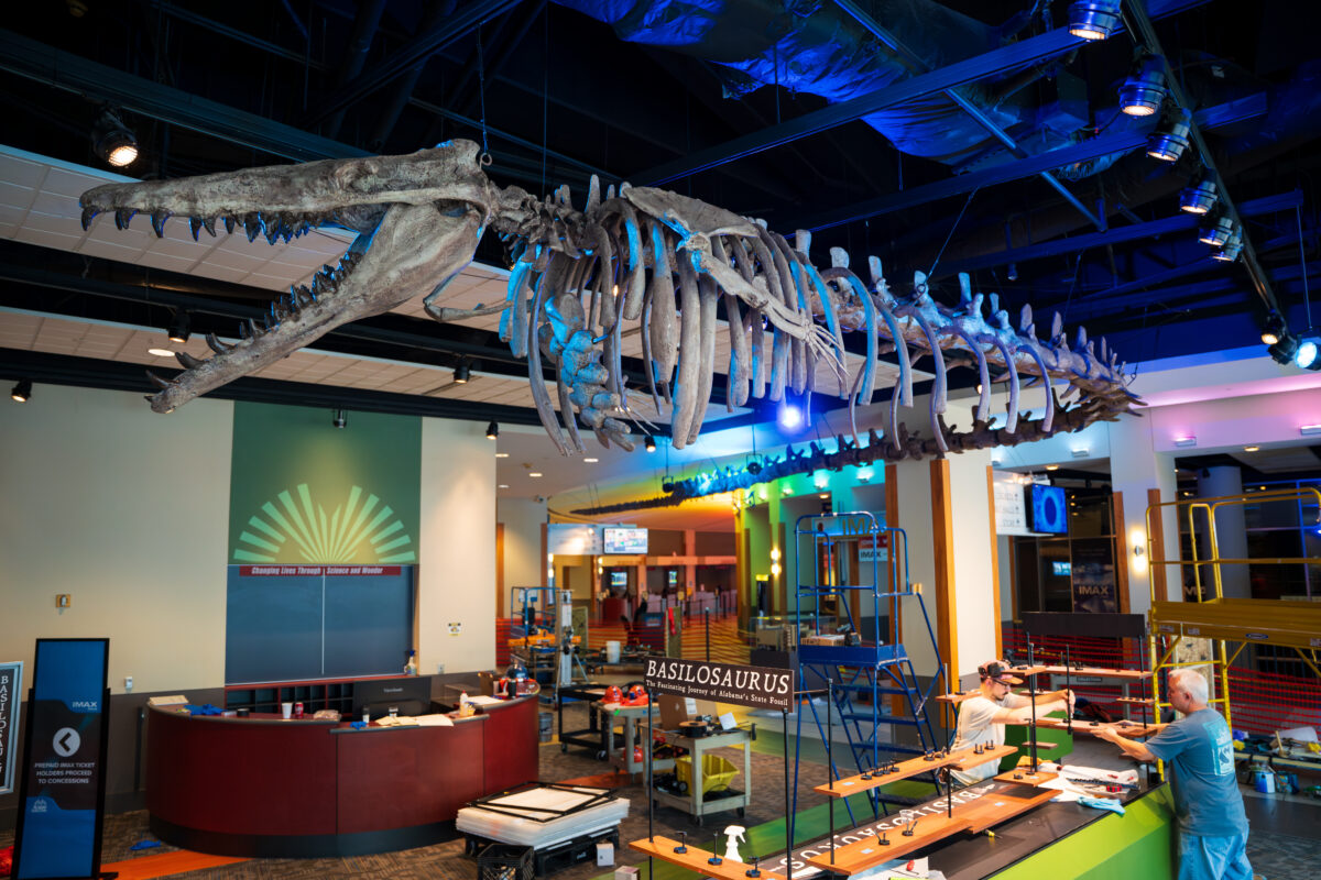 Dino or whale? Basilosaurus takes over Birmingham—why you need to see this exhibit now Dino or whale? Basilosaurus takes over Birmingham—why you need to see this exhibit now