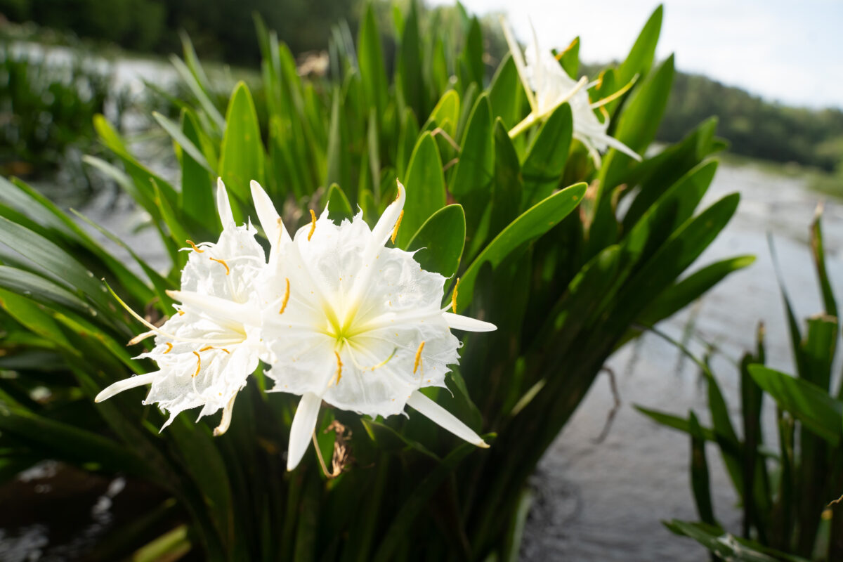Don’t miss Cahaba lily season—here’s how to experience it