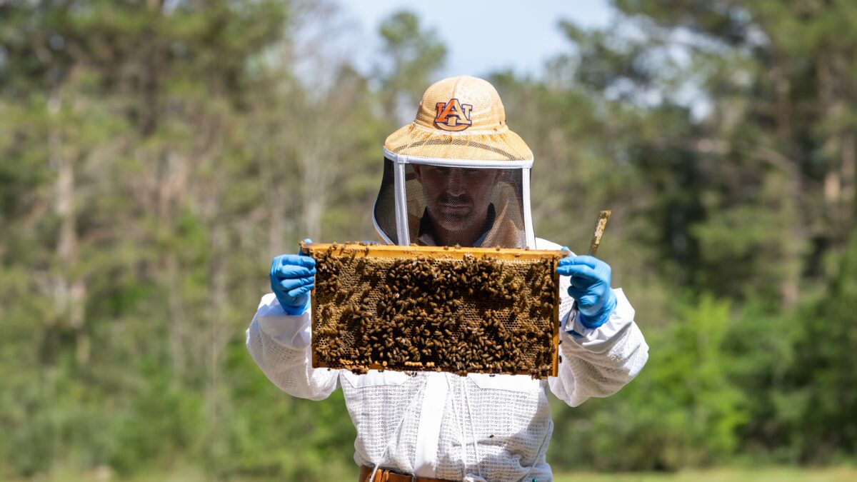 Love Alabama's fresh fruit + flowers? Thank these pollinators