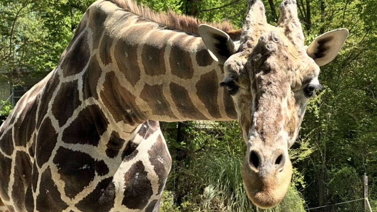 Birmingham Zoo mourns loss of beloved giraffe Jalil