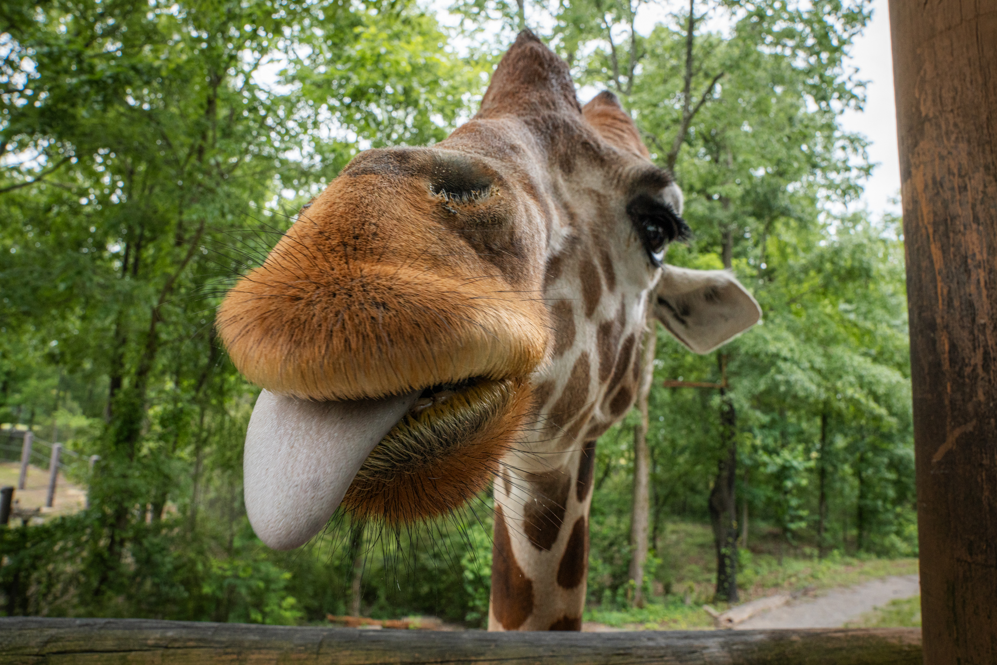 Birmingham Zoo named #1 attraction in the city—here’s what’s new