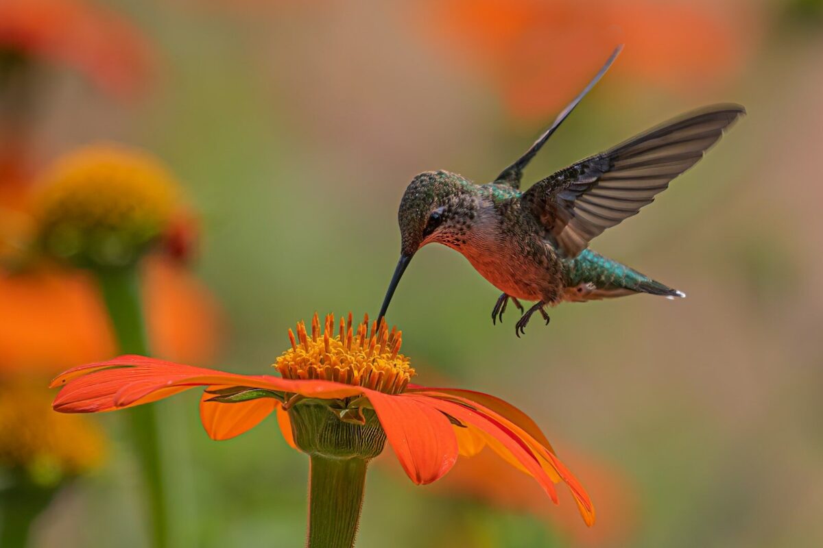 Love hummingbirds? Here are 4 ways to attract more to your yard Love hummingbirds? Here are 4 ways to attract more to your yard