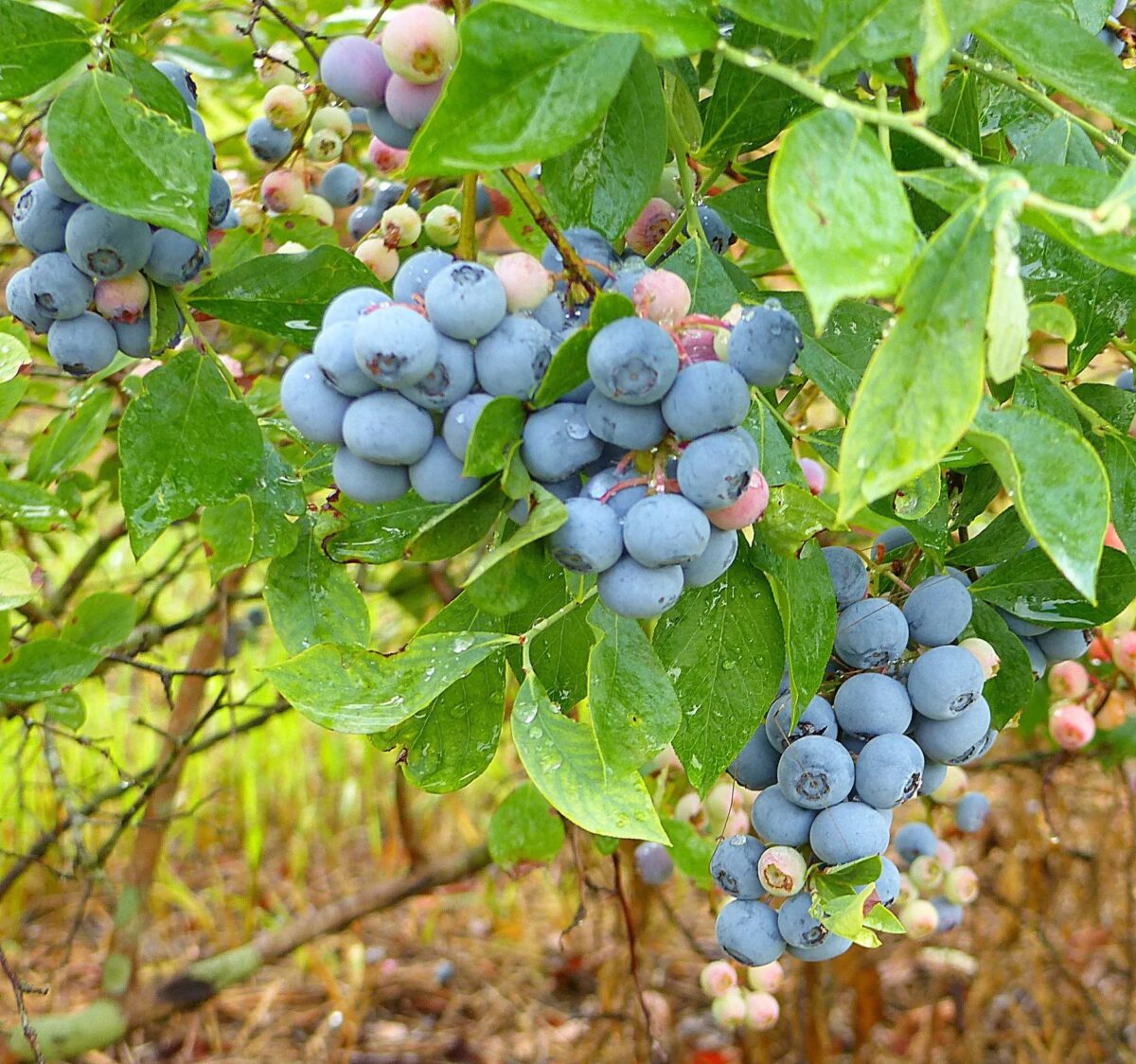 5 u-pick blueberry farms less than an hour from Birmingham