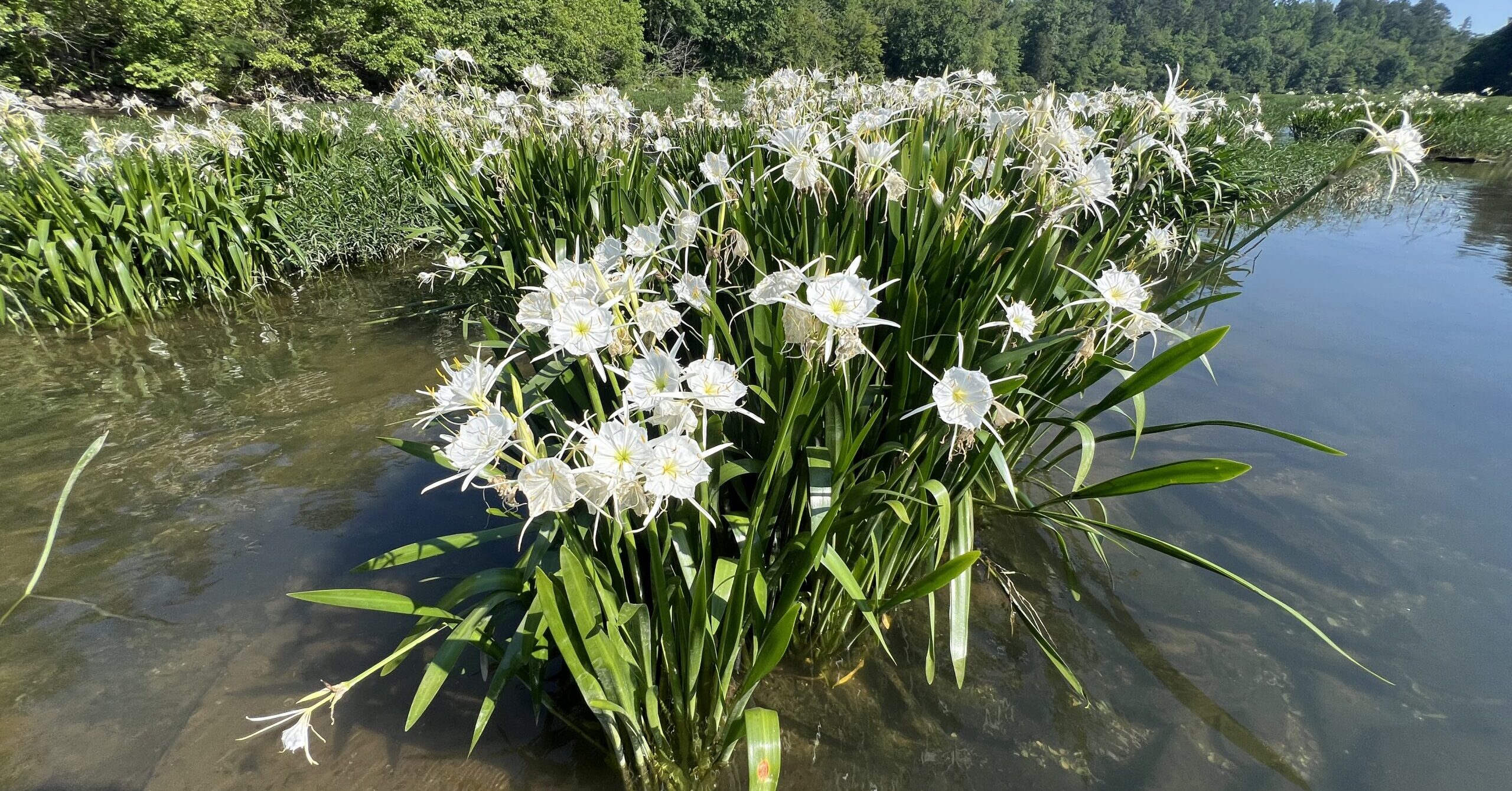 Cahaba River Coalition acquires 151 acres for conservation in Bibb County