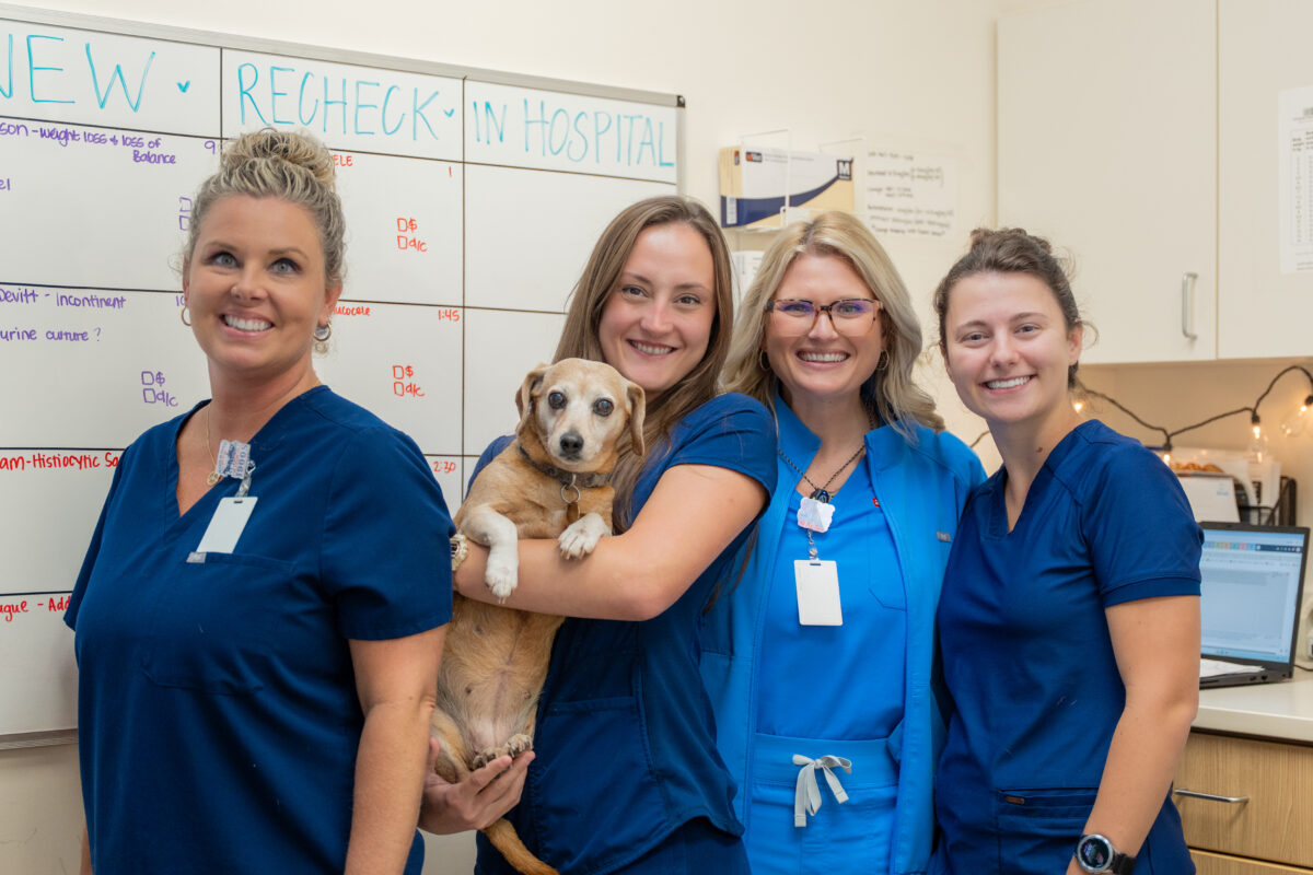 Meet the Birmingham vets helping pets have more good days 